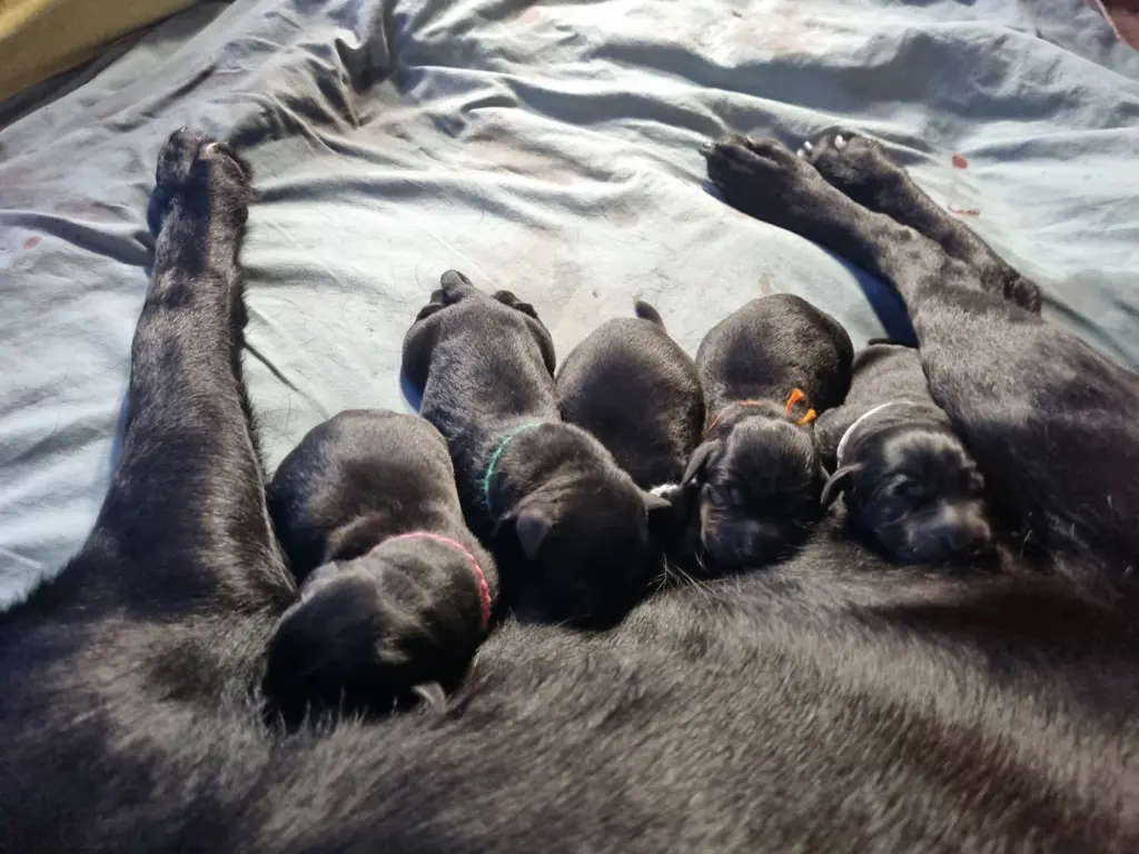 Labradorwelpen