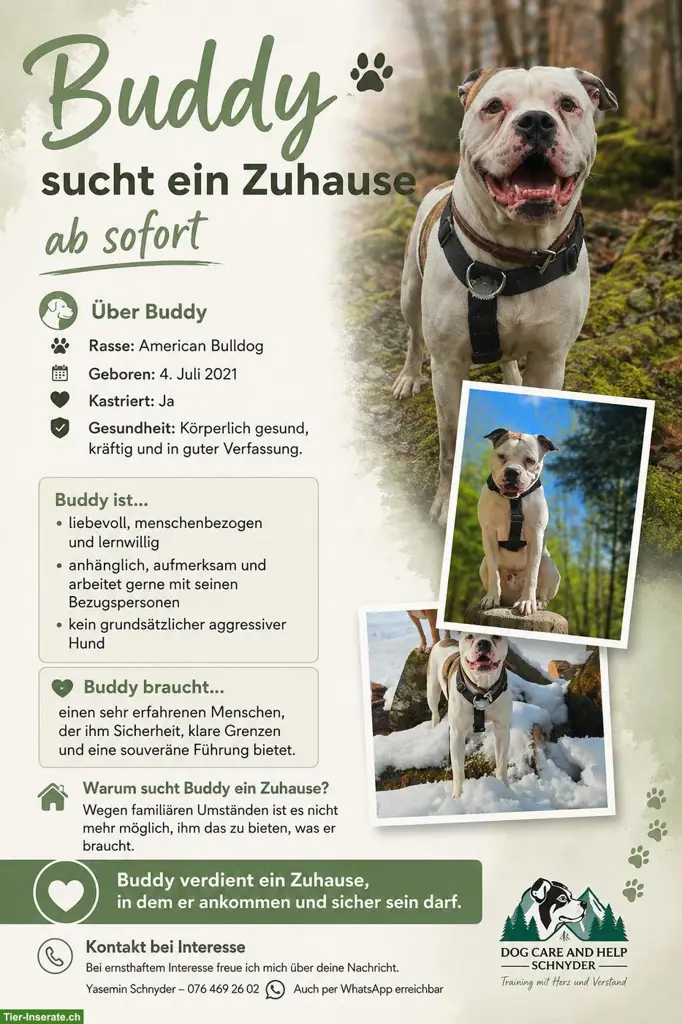 American Bulldog Rüde sucht erfahrenes Zuhause