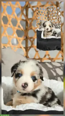 Berger américain miniature / Miniature American Shepherd