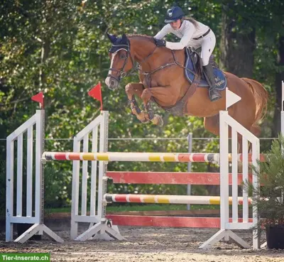 Oldenburger Stute mit Springkenntnissen bis 1.20m