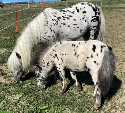 Shetlandponystute mit Hengstfohlen, Tigerschecken