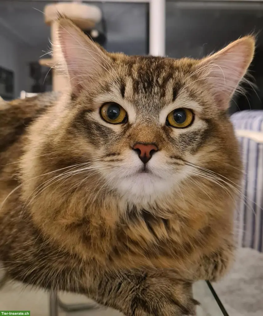 Sibirische Deckkater black tabby ticked mit Stammbaum