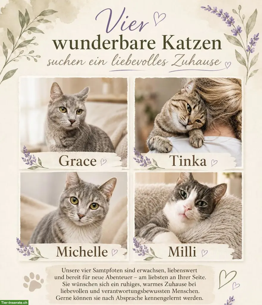 Katzen Damen Milli, Tinka, Grace & Michelle.