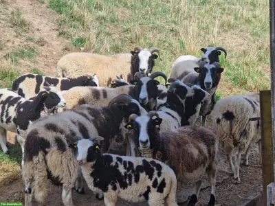 4 Auen der Rasse Jakobschaf zu verkaufen