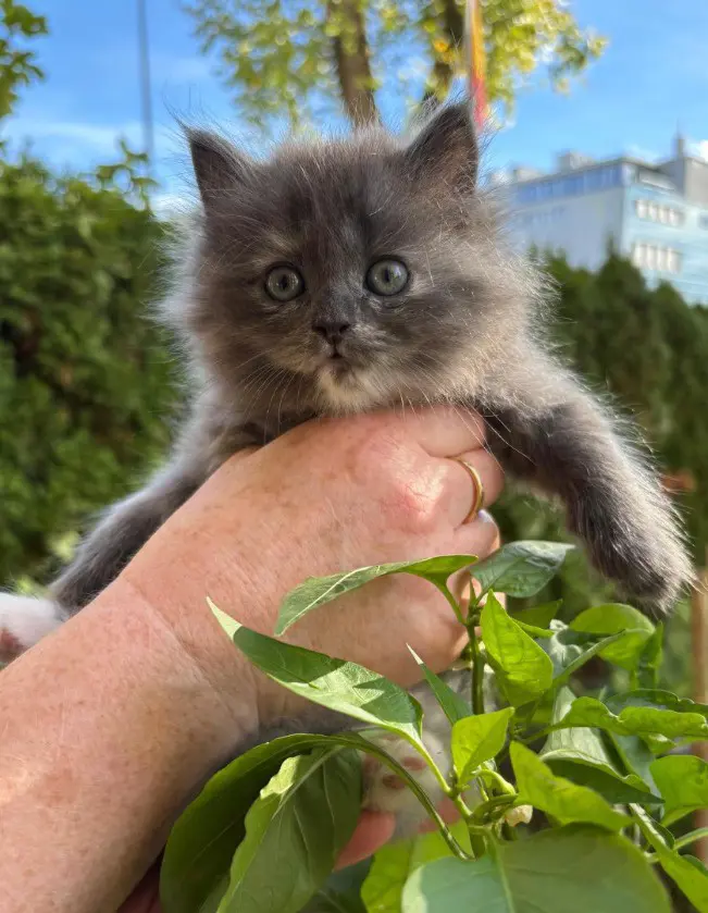 0d539fd6-25d1-4dab-ad2b-4f1e0d6a095d-Katze 4.jpg