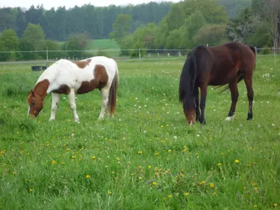 Suche Hof, Scheune oder Stall zur Pacht (Region 9405 Wienacht-Tobel +10km)