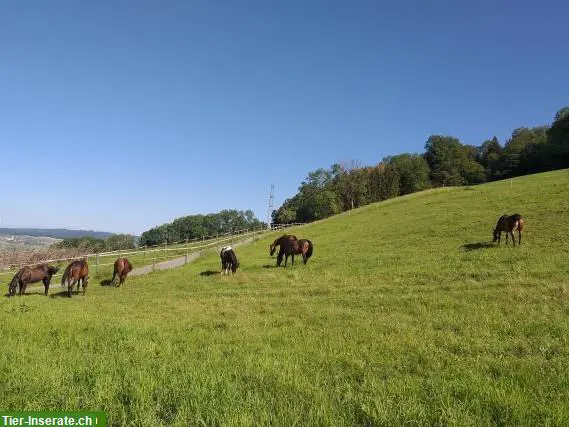 Schöner Offenlaufstall Gruppenhaltung in Schenkon bei Sursee