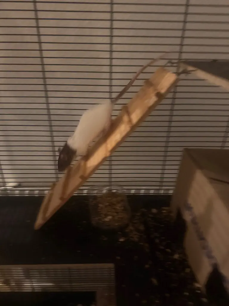 3 Farbratten weibchen