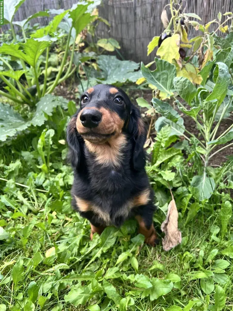 Dackel sucht Hundefreunde im Raum Nidwalden/Luzern