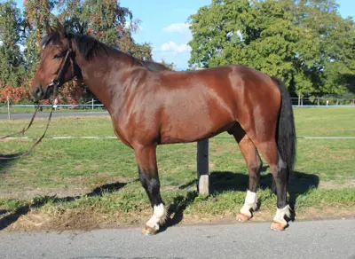 6 jähriger Freibergerwallach - Top Allrounder