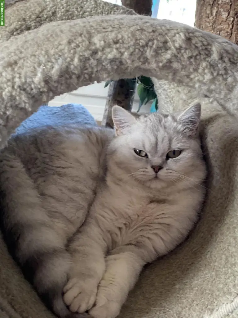 Britisch Kurzhaar Katze mit Stammbaum