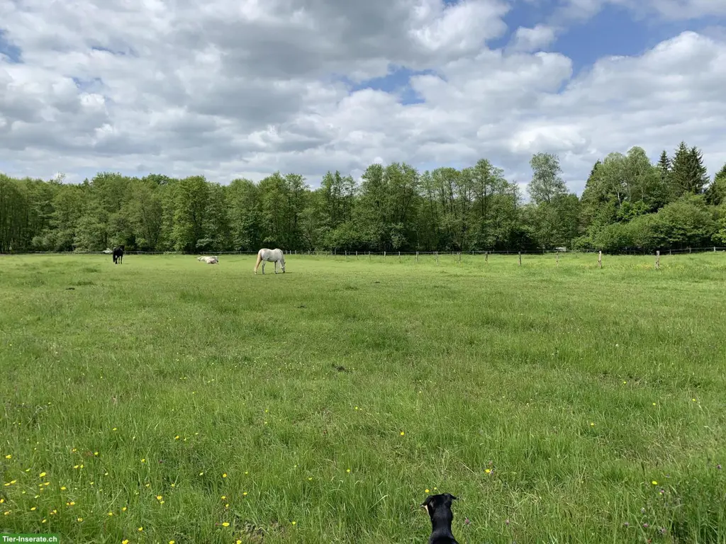 Weite Pferdeweide, Altersweide, 40 Min. von der Schweiz