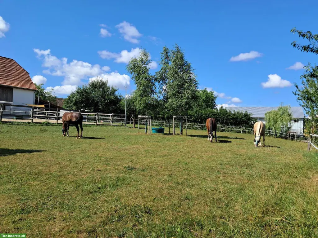 Wunderschöner Pferdehof mit 4 Boxen oder Freilaufstall + Paddock