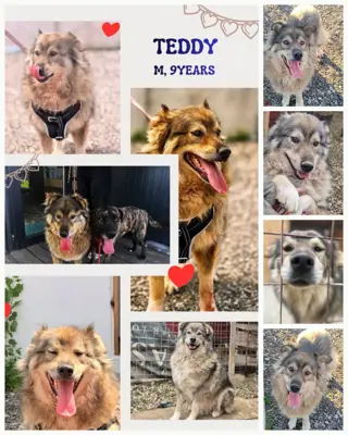 Teddy 9 Jahre alt