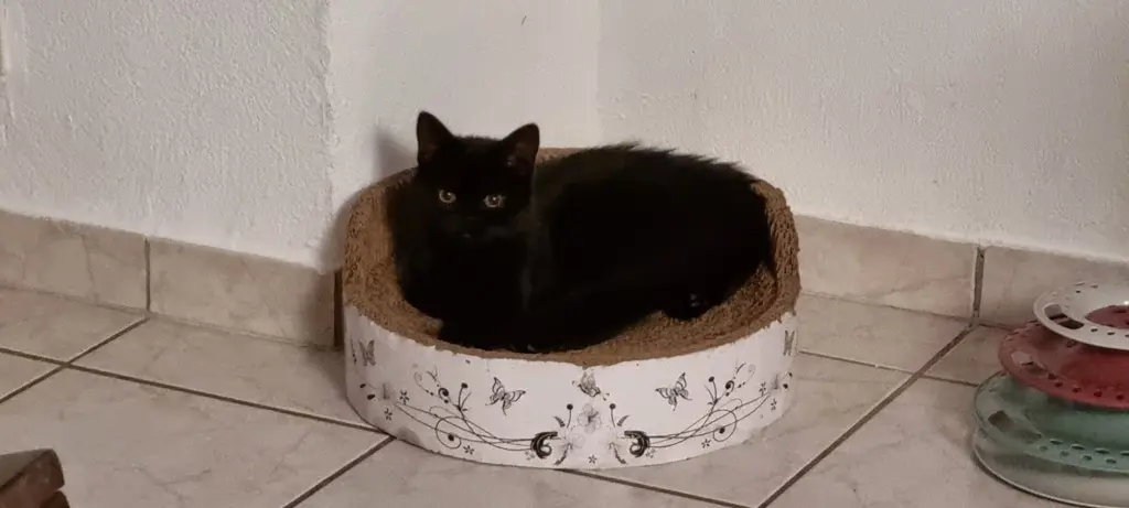 zu verkaufen BKH Kitten