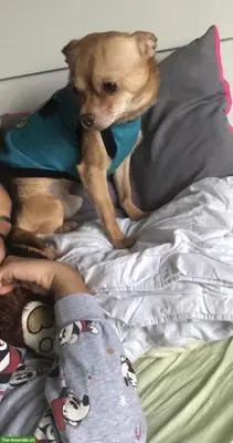 Reinrassiger Chihuahua Welpe GESUCHT