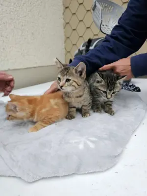 Bauernhofkitten zu verkaufen