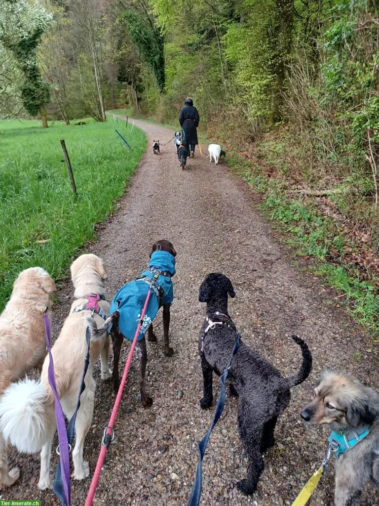 Biete freie Praktikumsplätze in Hundetagesstätte