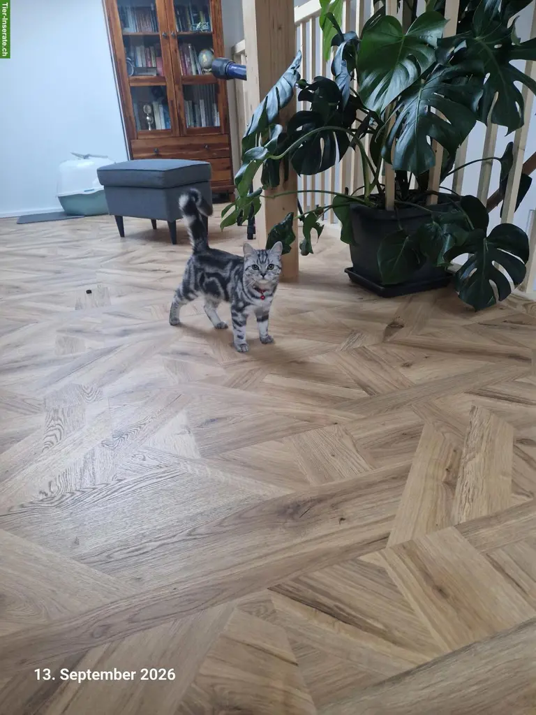 Süsses junges BKH Kätzchen sucht neues Zuhause