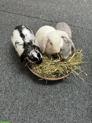 3 Zwergkaninchen suche ein liebes Zuhause