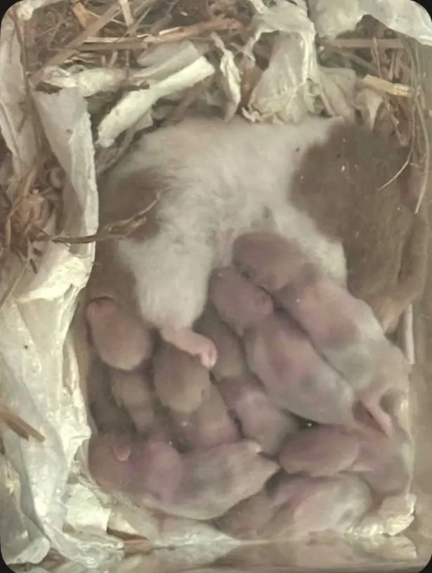 Teddyhamster Babys zu verkaufen ,Abgabe 14.11.26
