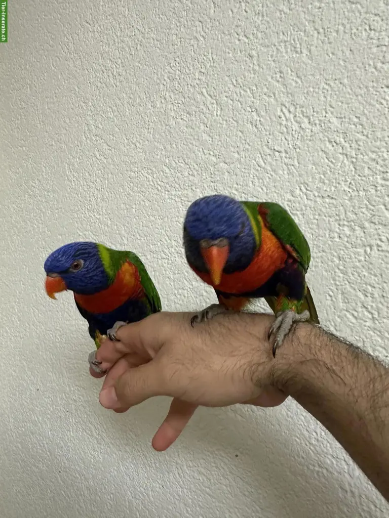2 handzahme Regenbogenloris | Paar | inkl. Käfig & Zubehör