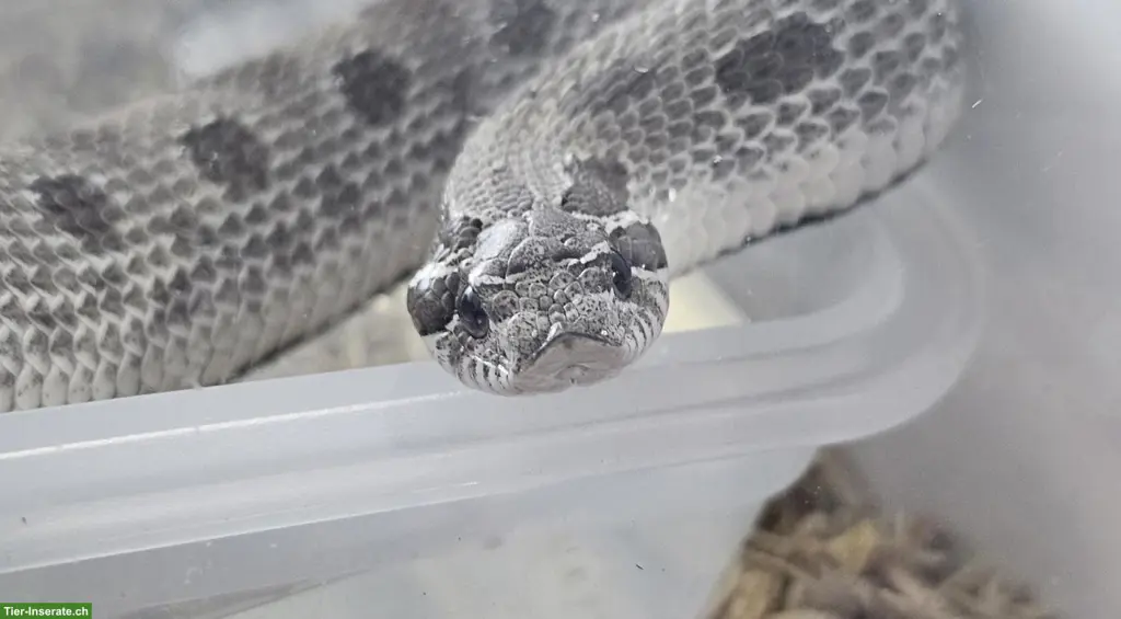 Hakennasennattern Heterodon nasicus Adult abzugeben