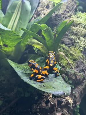 Oophaga histrionica/Lehmanni