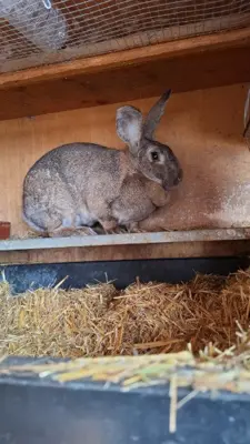 Kaninchen Zippe