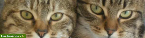 Biete Catsitting in 8707 Uetikon, Meilen und Männedorf