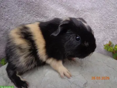 Meerschweinchen in vielen Farben & Rassen suchen ein Zuhause