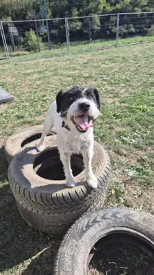 Lebensplatz für Parson Russel Terrier