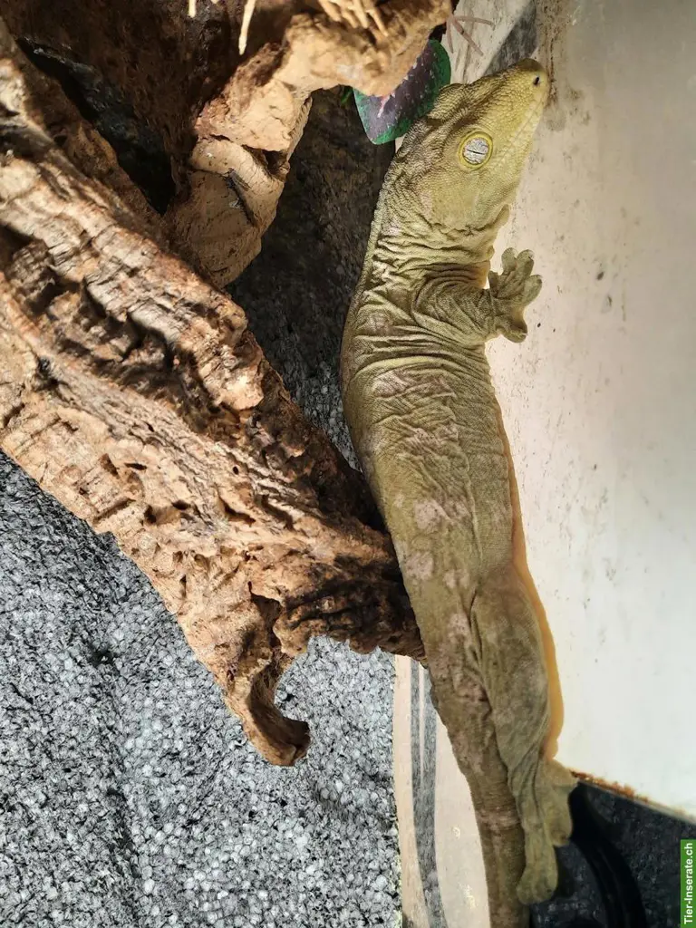 0.2 Rhacodactylus leachianus (Nuu Ana) zu verkaufen