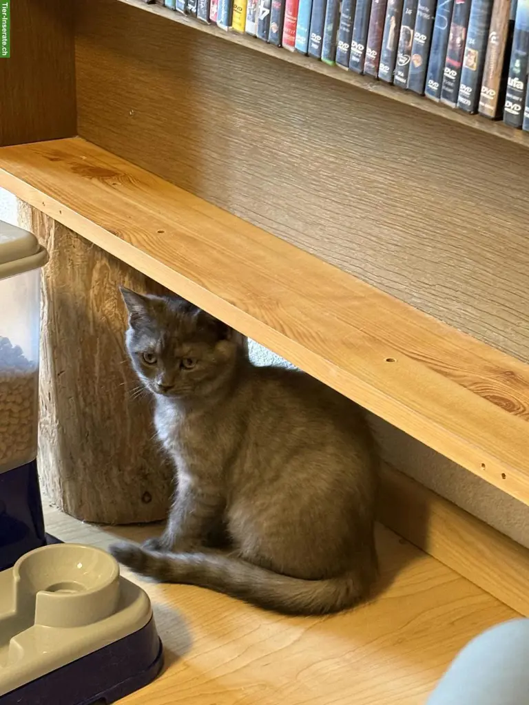 Reinrassige Britisch Kurzhaar Kitten: Nino, Nemo und co.