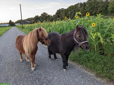 2 Mini-Ponys suchen ihr Traumzuhause (nur gemeinsam abzugeben)