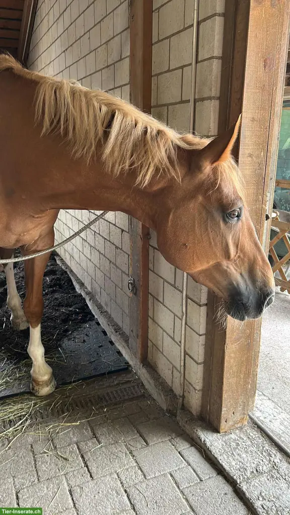 Reitbeteiligung in Bertschikon (Gossau ZH)