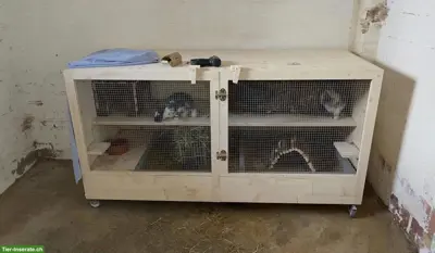 Stall für Zwergkaninchen, Meerschweinchen und andere Nager