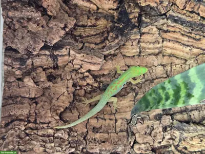 Phelsuma dorsivittata Nachzucht