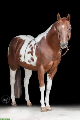 Paint Horse Deckhengst im Natursprung 100% Farbgarantie