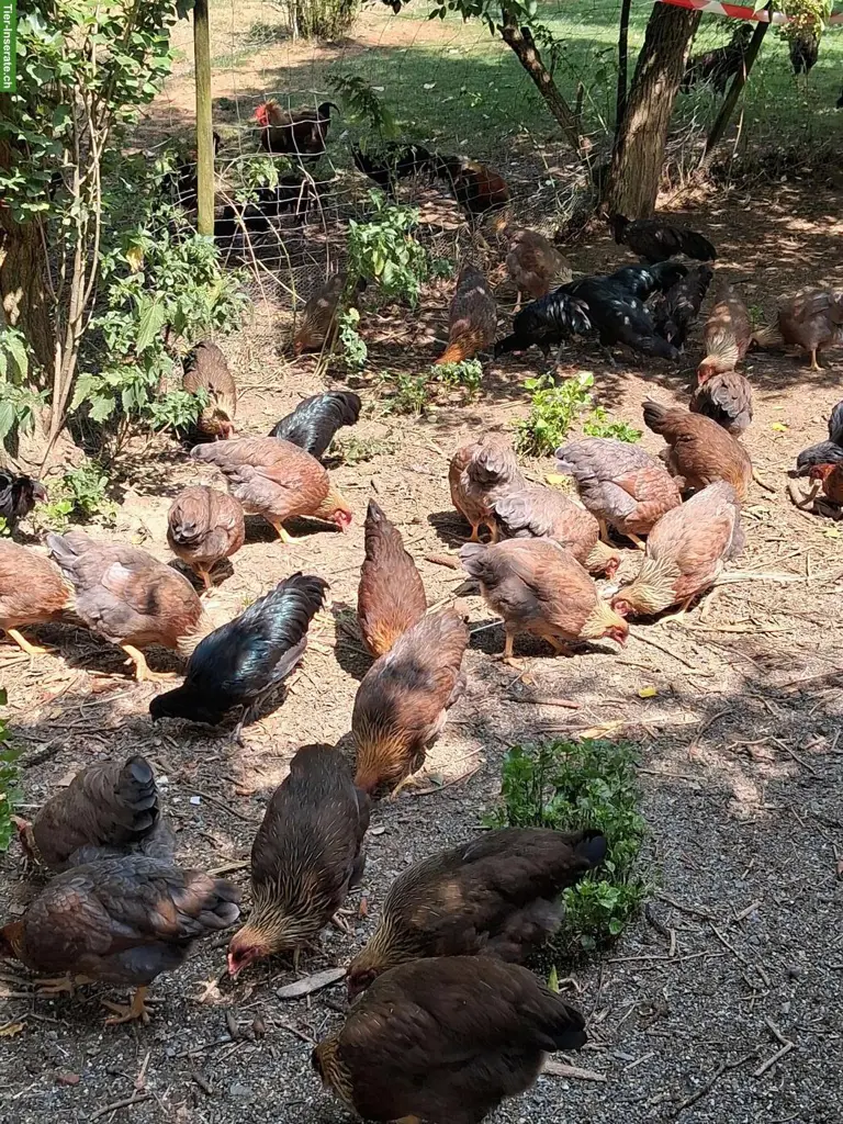 Junge Hühner, nur Grossrasse, orange + rostrebhuhnfarbig