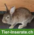 7 Zwergkaninchen suchen ein neues Zuhause
