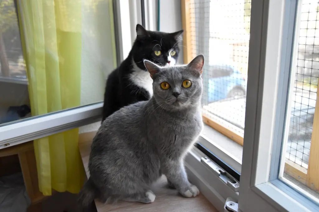 4270041a-6095-4431-a28f-f80d1bbbc3ad-Günüs & Thor1 (2).jpg