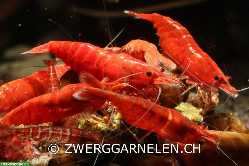 Rote Zwerggarnelen, rote Sakura, Neocaridina davidi var. red