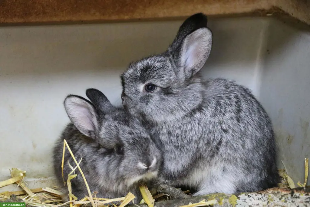 Junge Schweizer Fuchskaninchen, Farbschlag Chinchilla