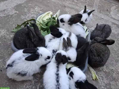 Riesenschecken Kaninchen zu vergeben