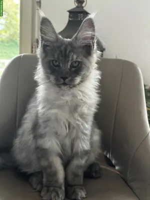 3 Maine Coon Black Smoke Kitten mit Stammbaum