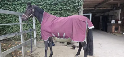 HORSEWARE AMIGO BRAVO 12 WUG TURNOUT, Highneck, 50g, 140cm