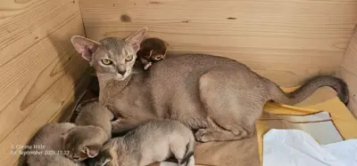 Zuckersüße Reinrassige Abessinier-Kitten suchen ihr Glück – kleine Persönlichkei