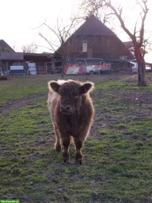 Junger Galloway-Stier