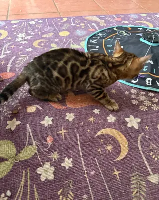 Wunderschönes Bengal-Kätzli, Kater